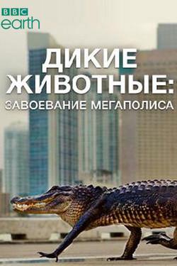 BBC: Дикие животные: Завоевание мегаполиса - смотреть онлайн