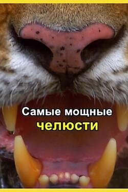 Самые мощные челюсти - смотреть онлайн